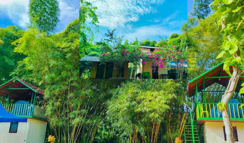 BAMBOO GARDEN 