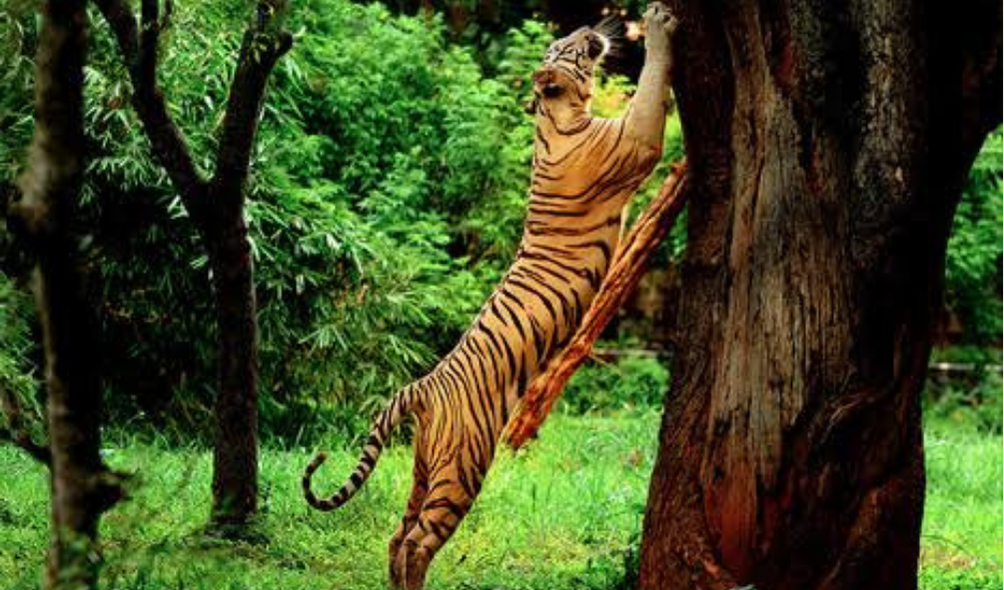 THOLPETTY WILD LIFE SANCTUARY 