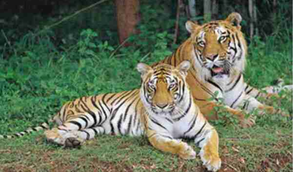 WAYANAD WILDLIFE SANCTUARY 
