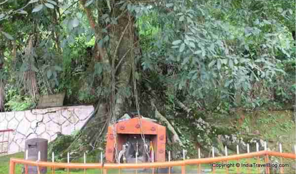 CHAIN TREE 
